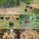 천금농장 이미지