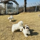 강아지분양 고양이분양 컴투펫 원주점 | 원주강아지무료분양, 행복 찾아 삼만리