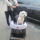 올블링 펫 부티끄 애견용품 | 낫쏘빅 도로시 아로아 강아지유모차 올블링 구입후기