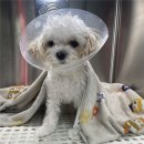 가디언 동물의료센터 이미지