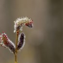 강아지 대공원 이미지