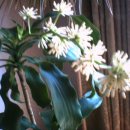 꽃 꿀방 이미지