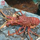 주식회사 유진-수입 이미지