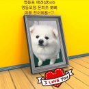 뽀삐애견샵 이미지