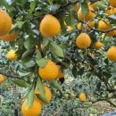 미나농장 이미지