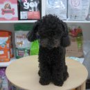 내사랑똥강아지 이미지