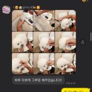 꿈꾸는개 이미지