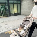 드디어 도착한 타보 레노 진저베이지 휴대용 유모차 언박싱 후기!(내돈내산)