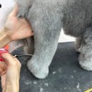 부천애견미용 멍미살롱 이미지