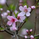 안산벚꽃음악회 이미지