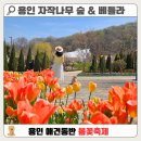 가히애견 | [실시간] 경기도 10만 평 튤립 카페 성지 발견! 용인 자작나무숲 &amp; 베툴라 총정리 (애견 동반/온실 식