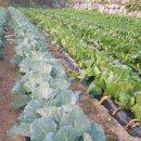 운화농장 이미지