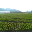 오성농원 이미지