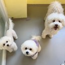 엉클독 애견유치원 이미지