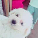 포유댕 이미지