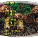 송이버섯 / 차경아 이미지