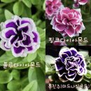 밀레니엄슈퍼 이미지