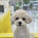 몽몽하개 이미지