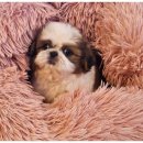 즐거운 강아지 이미지