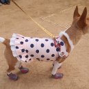 오뉴월개팔자 이미지