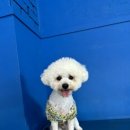 모모몽 애견까페 이미지