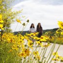 황금물결 이미지