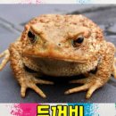 두꺼비 - 안성시 중앙로362번길 17 | 두꺼비