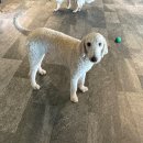 우성카프라자 | 양산 증산 애견카페 카페디 카페D 애견유치원 반려견호텔 CAFE.D (상주견 소개)