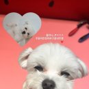 대한동물병원(출장전문) 이미지