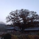 대한불교 조계종 청련사