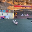 장재로 | 김해 애견운동장 애견카페 카페장재로167 내돈내산 후기