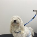 댕바이미 이미지