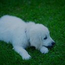 계양SKY동물메디컬센터 이미지