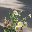 춘천닭갈비(범서) 이미지