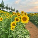 분당-356 이미지