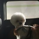 쁘띠몽펫샵 이미지