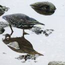 가마솥보리밥 이미지