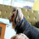 퍼피니스 이미지