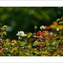 호수공원6로 이미지