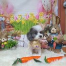 늘 예쁘개 이미지