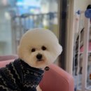 도블리펫 이미지