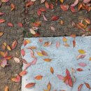 고양이 카페 여기 이미지