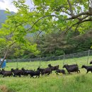 오성흑염소농장 이미지