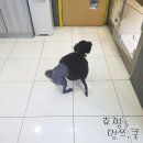 오주동물병원 이미지