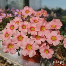 사랑초 구근 4종 (15명) 이미지