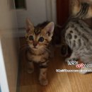 효민님의 뱅갈고양이 이미지