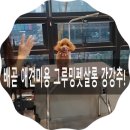 그루밍펫살롱 이미지