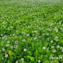 통구미전망대펜션 이미지