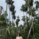 더 포레스트, 왓아룬 의상대여, 아이콘시암 쇼핑(코끼리바지), 눔차마사지, 살라라타나코신, 색소펀펍 후기