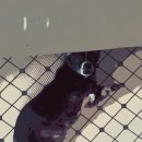 털찐댕댕이 이미지